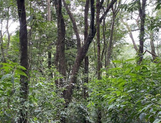 Sítio Cherobin e Santos – Prdução e Agroturismo.