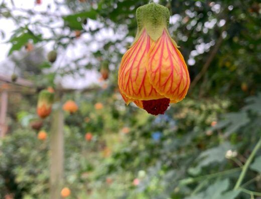 Aromas Horta Jardim