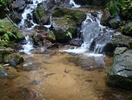 Trilha da Cachoeira – Parque Estadual da Cantareira/Núcleo Cabuçu