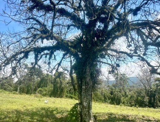 Caminhada de Contemplação na Natureza