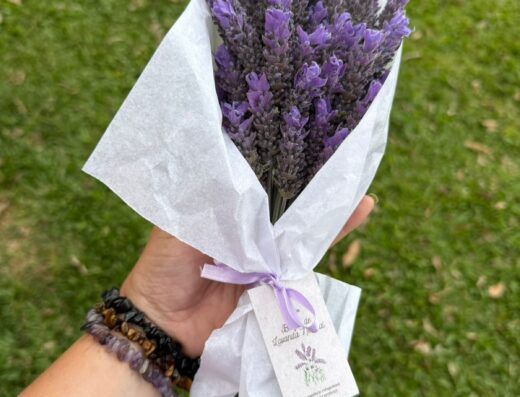 Colheita da Lavanda no Lavandário Refúgio do Sol