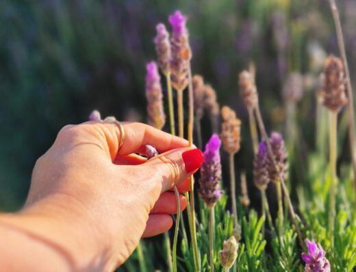 Colheita da Lavanda no Lavandário Refúgio do Sol