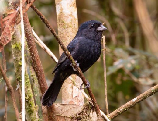 Observação de Aves no Alto Vale do Itajaí, Santa Catarina