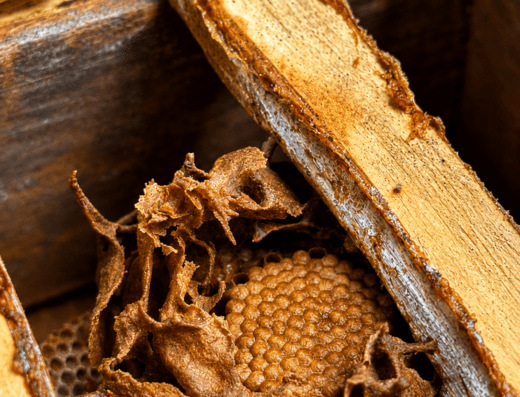 EXPERIÊNCIA DO MEL EM CAMBARÁ DO SUL | NATUREZA, CULTURA E SABORES